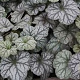 Heuchera 'Flores Snow' GM  P11
