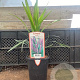 Liriope muscari GM  P11