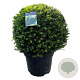 Taxus baccata 45-50 cm 15L bol