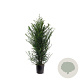 Taxus baccata 100-125 cm 10L