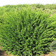 Taxus baccata 160-170 cm draadkluit bol