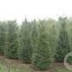 Taxus baccata 175-200 cm draadkluit solitair