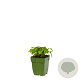 Melissa officinalis GM  P11