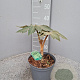 Tetrapanax papyrifer 'Rex' GM C3
