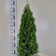 Thuja occ. 'Smaragd' 140-160 cm met kluit