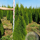 Thuja occ. 'Smaragd' 140-160 cm met kluit