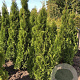 Thuja occ. 'Smaragd' 140-160 cm met kluit
