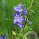 Veronica austriaca teucrium GM  P11