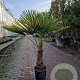 Trachycarpus fortunei 50 cm stam container