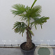Trachycarpus fortunei 60 cm stam container