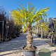 Trachycarpus fortunei 80 cm stam container