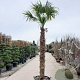 Trachycarpus fortunei 210 cm stam container