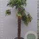 Trachycarpus fortunei 220 cm stam container