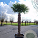 Trachycarpus fortunei 220 cm stam container