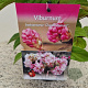 Viburnum bodn. 'Charles Lamont' 60-80 cm 2,5L