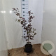 Acer pal. 'Atropurpureum' 60-80 cm 5,0L
