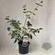 Viburnum burkwoodii 40-50 cm 3,0L