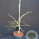 Acer pal. 'Dissectum' 40-50 cm 5,0L