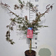 Acer pal. 'Garnet' 40-50 cm 5,0L