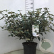 Viburnum 'Eskimo' 50-60 cm 10L