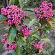Viburnum nudum 'Pink Beauty' 50-60 cm 15L najaarspotting