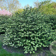 Viburnum plic. 'Grandiflorum' 200-250 cm draadkluit struik