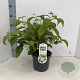 Viburnum plic. 'Newport' 30-40 cm 3,0L