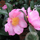 Camellia sas. 'New Dawn' 50-60 cm 5,0L