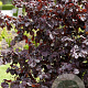 Corylus 'Red Majestic' 80-100 cm 7,5L
