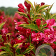 Weigela florida Moulin Rouge 30-40 cm 3,0L