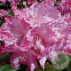 Rhododendron (Y) 'Blurettia' 90 cm stam 7,5L
