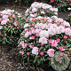 Rhododendron yakushimanum 40-50 cm 10L
