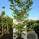 Cornus controversa 300-350 cm cont. 180L meerstammig