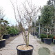 Cornus controversa 'Variegata' 250-300 cm container Multistam