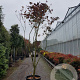Cornus florida rubra 350-400 cm container
