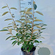 Elaeagnus ebbingei 60-80 cm 5,0L