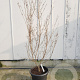 Cornus kousa chinensis 175-200 cm container meerstammig