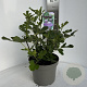 Ficus carica 40-50 cm 5,0L