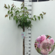 Prunus 'Kiku-shidare-zakura' 125 cm stam 7,5L