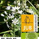 Ornithogalum Sochii 12 cm verpakt per 50