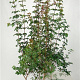 Acer campestre 150-175 cm 7,5L