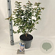 Prunus nipponica 'Brillant' 50-60 cm 5,0L