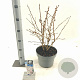 Prunus nipponica 'Brillant' 50-60 cm 5,0L