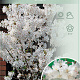 Prunus nipponica 'Brillant' 120 cm stam 7,5L