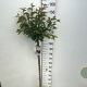 Prunus nipponica 'Brillant' 120 cm stam 7,5L