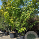 Acer rufinerve 350-400 cm cont. 110L meerstammig