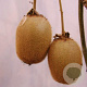 Actinidia kolomikta 50-60 cm 2,0L 3 stok