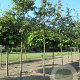 Amelanchier arborea 'Robin Hill' 10-12 HO 25L