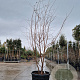 Prunus 'The Bride' 200-250 cm cont. 90L meerstammig