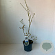 Vaccinium c. 'Bluejay' 30-40 cm 3,0L